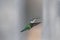 Humming birds (Archilochus colubris)