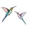 Humming birds. Set of two exotic tropical humming bird