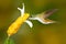 Hummingbird Andean Emerald, Amazilia franciae, with yellow flower, clear green background, Colombia. Wildlife scene from nature.