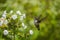 Hummingbird and Annual Phlox Wildflower