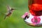 Hummingbird Approaching a Feeder with Nectar