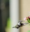 Hummingbird approaching flower