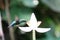 Hummingbird around flowers, french caribbean island