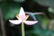 Hummingbird around flowers, french caribbean island