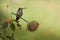 Hummingbird in the Azapa Valley, Chile