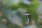 Hummingbird in the Azapa Valley, Chile