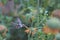 Hummingbird in the Azapa Valley, Chile