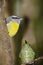 Hummingbird & Bananaquit