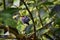 Hummingbird, biological family of Trochilidae, resting on a jungle tree branch in tropical Monteverde National Park Costa Rica