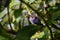 Hummingbird, biological family of Trochilidae, resting on a jungle tree branch in tropical Monteverde National Park Costa Rica