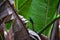 Hummingbird, biological family of Trochilidae, resting on a jungle tree branch in tropical Monteverde National Park Costa Rica