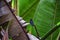 Hummingbird, biological family of Trochilidae, resting on a jungle tree branch in tropical Monteverde National Park Costa Rica