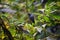 Hummingbird, biological family of Trochilidae, resting on a jungle tree branch in tropical Monteverde National Park Costa Rica