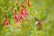 Hummingbird in blooming flowers. Scintillant Hummingbird, Selasphorus scintilla, tiny bird in the nature habitat. Smallest bird