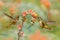 Hummingbird in blooming flowers. Scintillant Hummingbird, Selasphorus scintilla, tiny bird in the nature habitat. Smallest bird