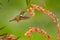 Hummingbird in blooming flowers. Scintillant Hummingbird, Selasphorus scintilla, tiny bird in the nature habitat. Smallest bird