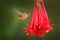 Hummingbird in blooming flowers. Scintillant Hummingbird, Selasphorus scintilla, tiny bird in the nature habitat. Smallest bird