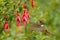 Hummingbird in blooming flowers. Scintillant Hummingbird, Selasphorus scintilla, tiny bird in the nature habitat. Smallest bird fr