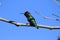 Hummingbird on branch