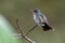 Hummingbird on a branch in the rainforest of the Mata Atlantica, Brazil