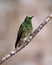 Hummingbird with bright head perched on a branch