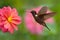 Hummingbird Brown Inca, Coeligena wilsoni, flying next to beautiful pink flower, pink bloom in background, Colombia