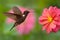 Hummingbird Brown Inca, Coeligena wilsoni, flying next to beautiful pink flower, pink bloom in background, Colombia