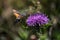 Hummingbird butterfly absorbing nectar of a flower
