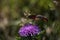 Hummingbird butterfly absorbing nectar of a flower