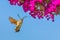 Hummingbird butterfly eats nectar from buddleja flower