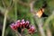 The hummingbird butterfly- Macroglossum stellatarum