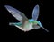 Hummingbird - Calypte anna.