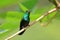 Hummingbird Canivet`s Emerald, chlorostilbon canivetii, sitting on a branch, Nicaragua