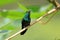 Hummingbird Canivet`s Emerald, chlorostilbon canivetii, sitting on a branch, Nicaragua