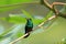 Hummingbird Canivet`s Emerald, chlorostilbon canivetii, sitting on a branch, Nicaragua