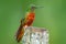 Hummingbird Chestnut-breasted Coronet, Boissonneaua matthewsii in the forest. Hummingbird from Peru clouds forest. Bird sitting on