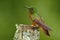 Hummingbird Chestnut-breasted sitting on lichen stump