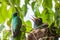 Hummingbird chicks waiting for their mother`s food