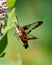 Hummingbird Clear wing Moth Photo. Close-up view fluttering over a milkweed plant and drinking nectar with a green background.