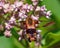 Hummingbird Clear wing Moth Photo and Image. Close-up rear view fluttering over a milkweed plant and drinking nectar with a blur