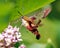 Hummingbird Clear wing Moth Photo and Image. Close-up side view fluttering over a milkweed plant and drinking nectar with a green