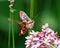 Hummingbird Clear wing Moth Photo. Moth fluttering over a milkweed plant and drinking nectar with a green background.