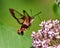 Hummingbird Clear wing Moth Photo. Rear-view fluttering over a milkweed plant and drinking nectar with a green background.