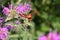 Hummingbird Clearwing Moth