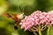 Hummingbird Clearwing Moth