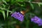 Hummingbird Clearwing Moth resting on lilac