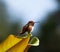 Hummingbird closeup perched on a magnolia leaf