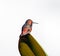 Hummingbird closeup perched on a magnolia leaf