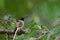 Hummingbird closeup perched in a tree