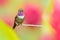 Hummingbird from Colombia  in bloom flower, Colombia, wildlife from tropic jungle. Wildlife scene from nature. Hummingbird with